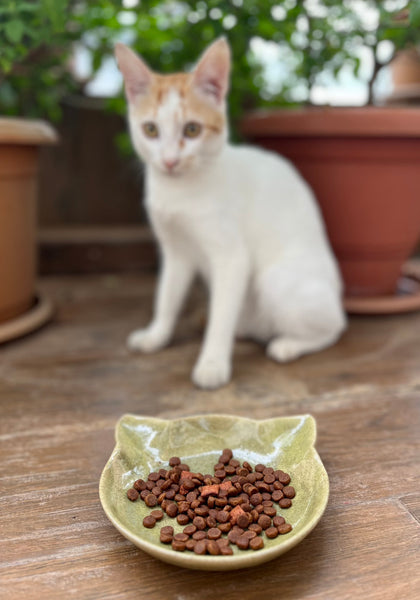 Minimalist Ceramic Feeder Bowls