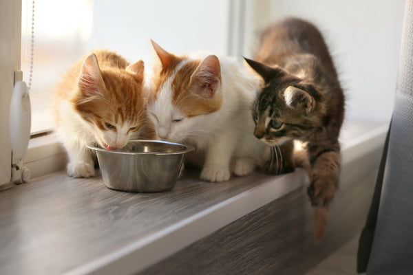 Whiskas Adult -  Mackerel (Dry).