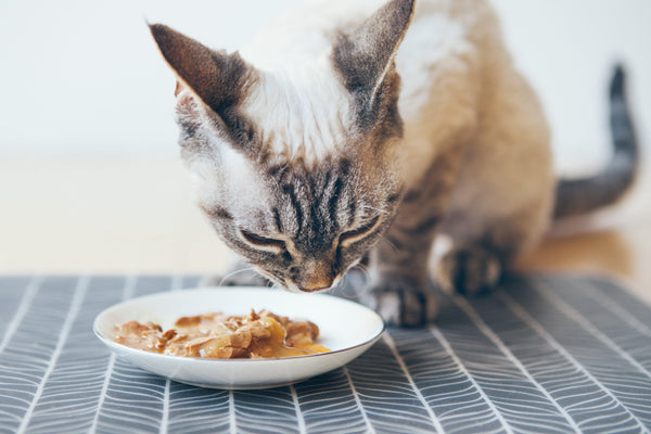 Whiskas Adult - Wet Meal Salmon in Gravy - Curious Cat Company