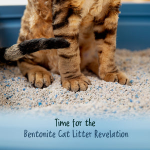 The Scoop on Bentonite: Unearthing the Truth About Cat Litter