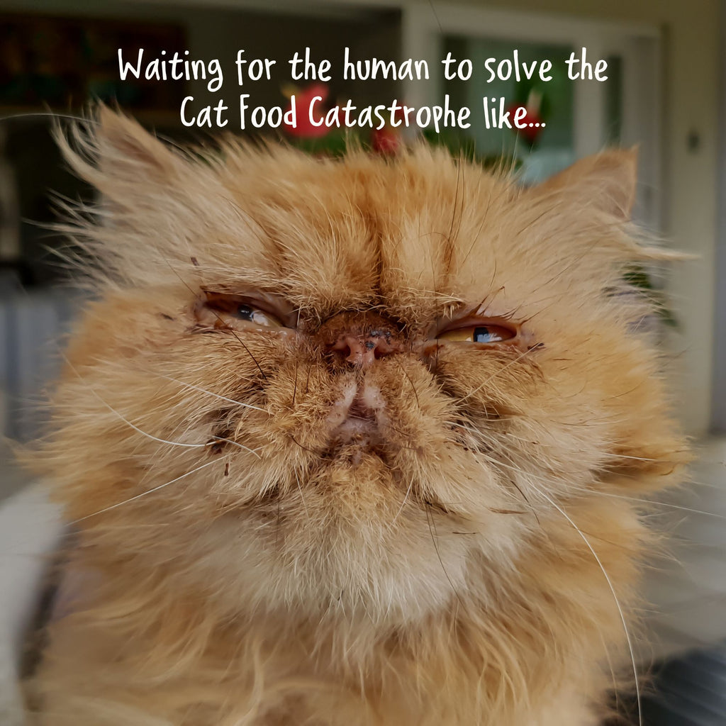 Cat Food Catastrophe: Unmasking the Silent Killers in Your Cat's Bowl!