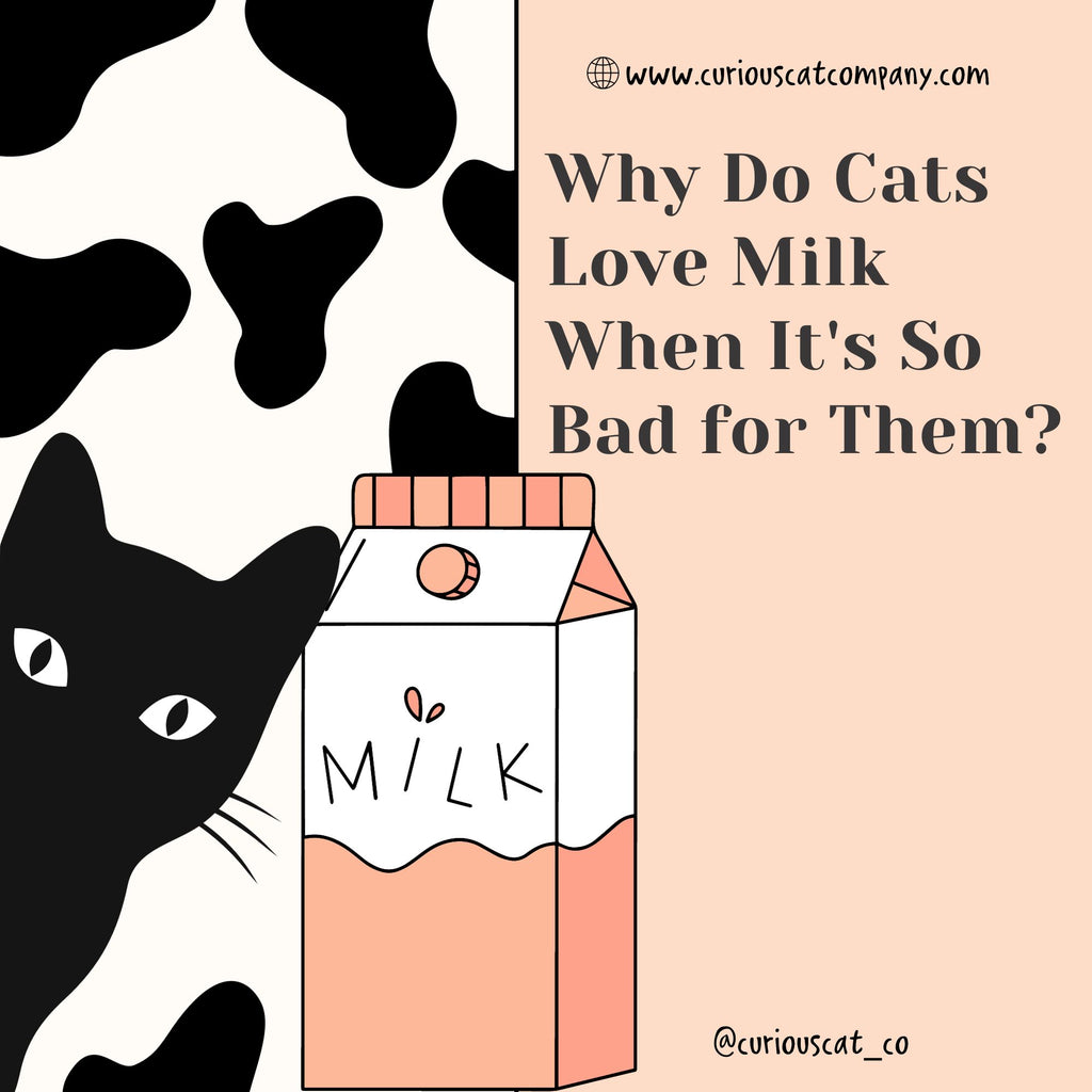 Why do cats love milk when it's so bad for them?&nbsp;