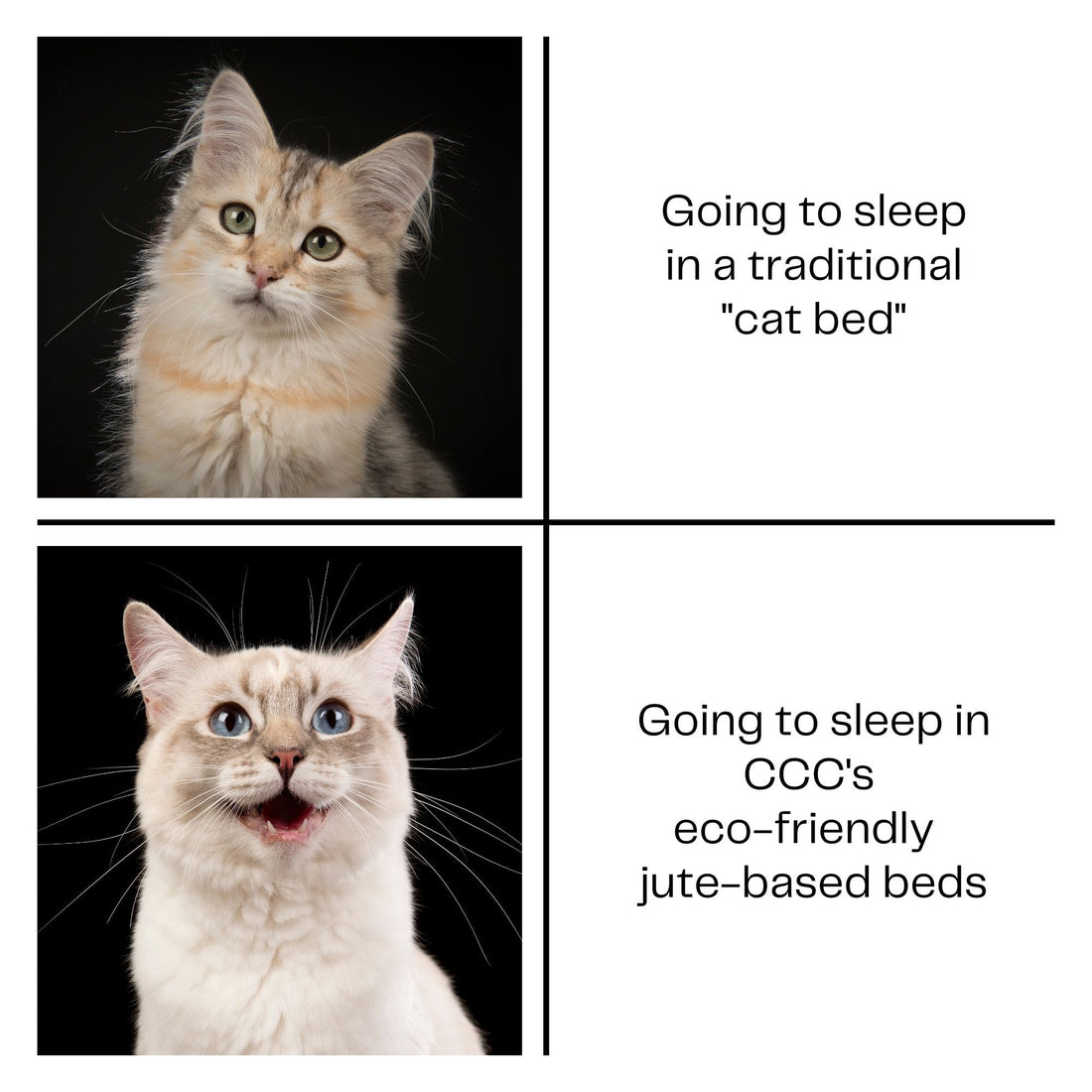 Cat Bed Dilemma: Does Your Cat's Bed Need a 'Purr-fessional' Intervention! - Curious Cat Company