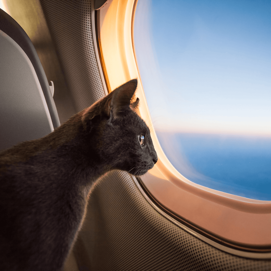 Cats on a Plane: The Ultimate Guide to Feline-Friendly Flights in India - Curious Cat Company
