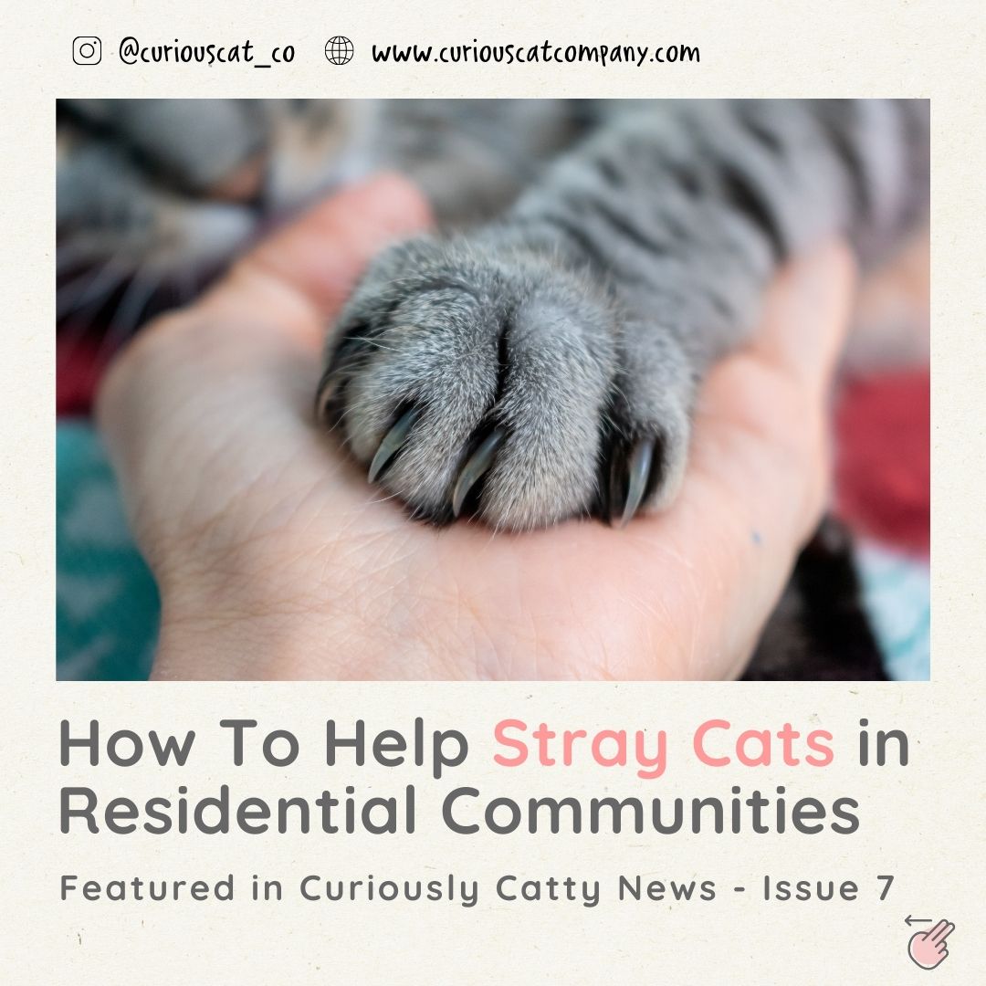 Dealing With Strays Cats in Residential Complexes - Curious Cat Company