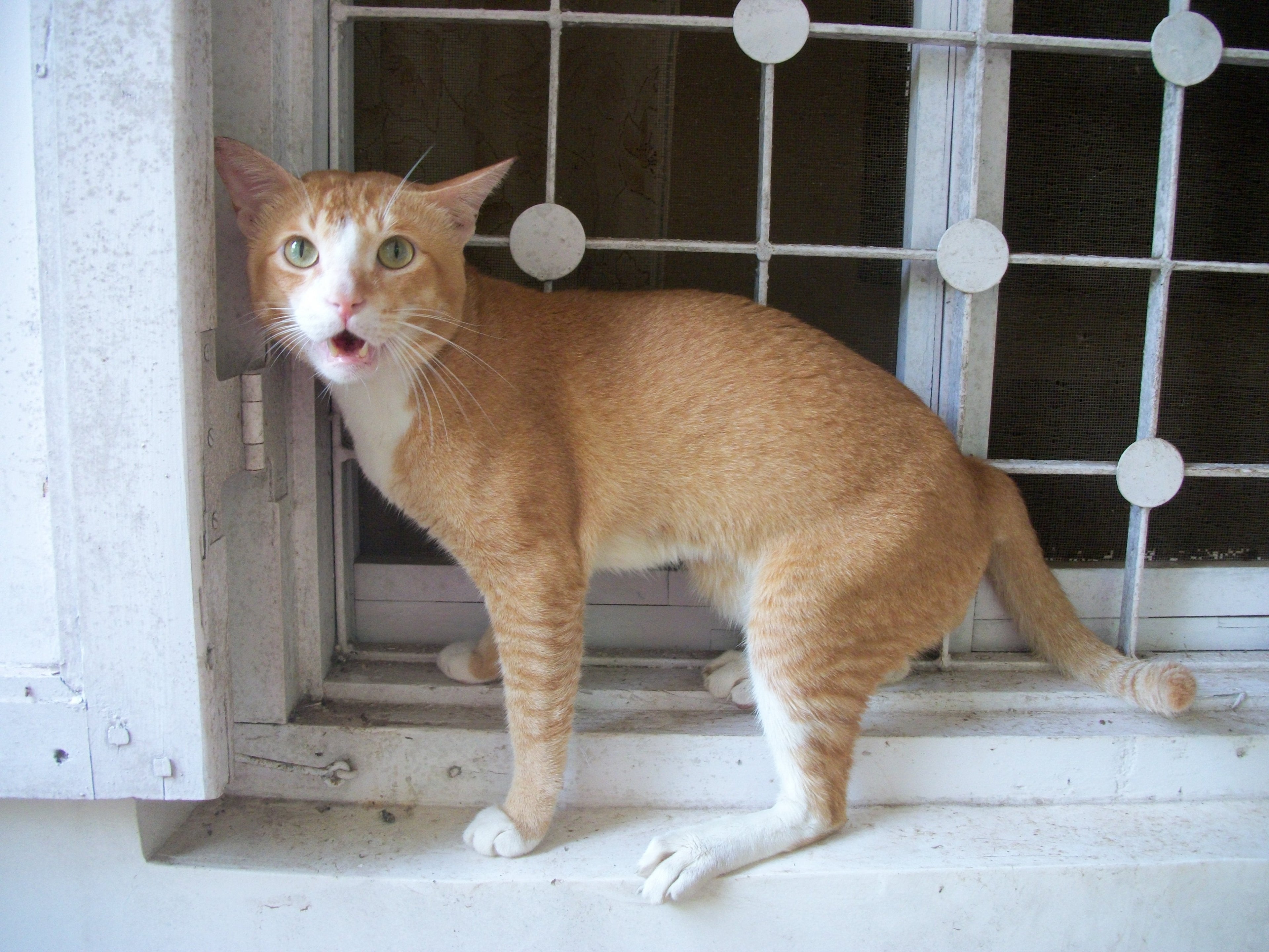 Ginger Love - Curious Cat Company