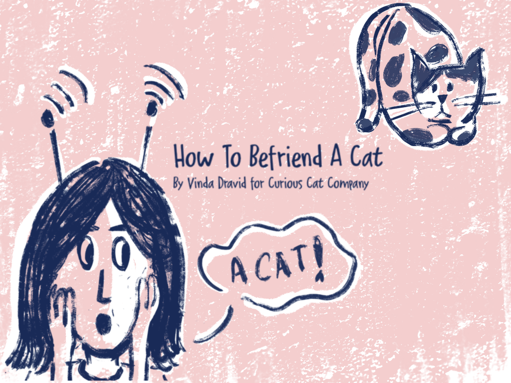 How To Befriend A Cat - Curious Cat Company