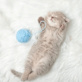 How To Take Care Of Your Cat - Basics For Beginners - Curious Cat Company