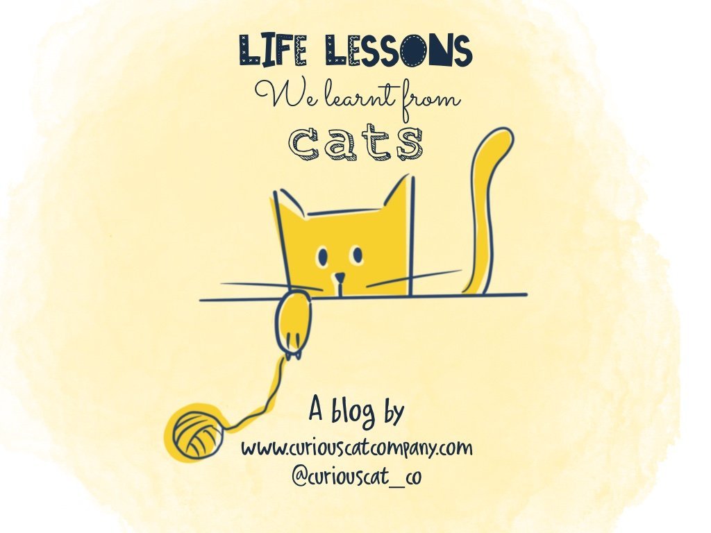 Life Lessons From Cats - Curious Cat Company