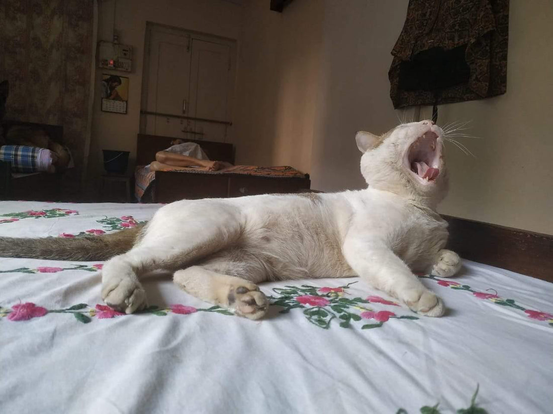 Old is Gold - Curious Cat Company