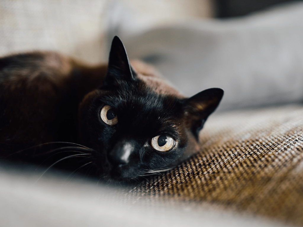 Schoggi - The Cat Who Started It All - Curious Cat Company