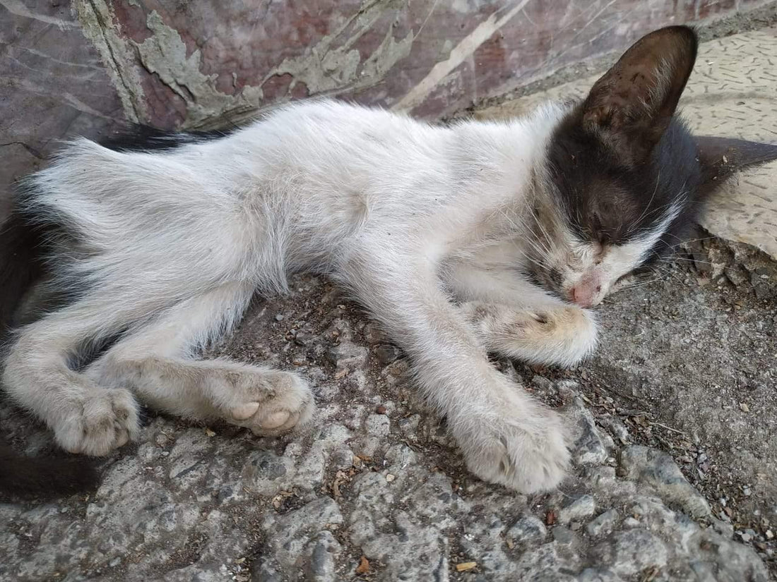 Snoopi (Snoopy) With an "I" - Curious Cat Company