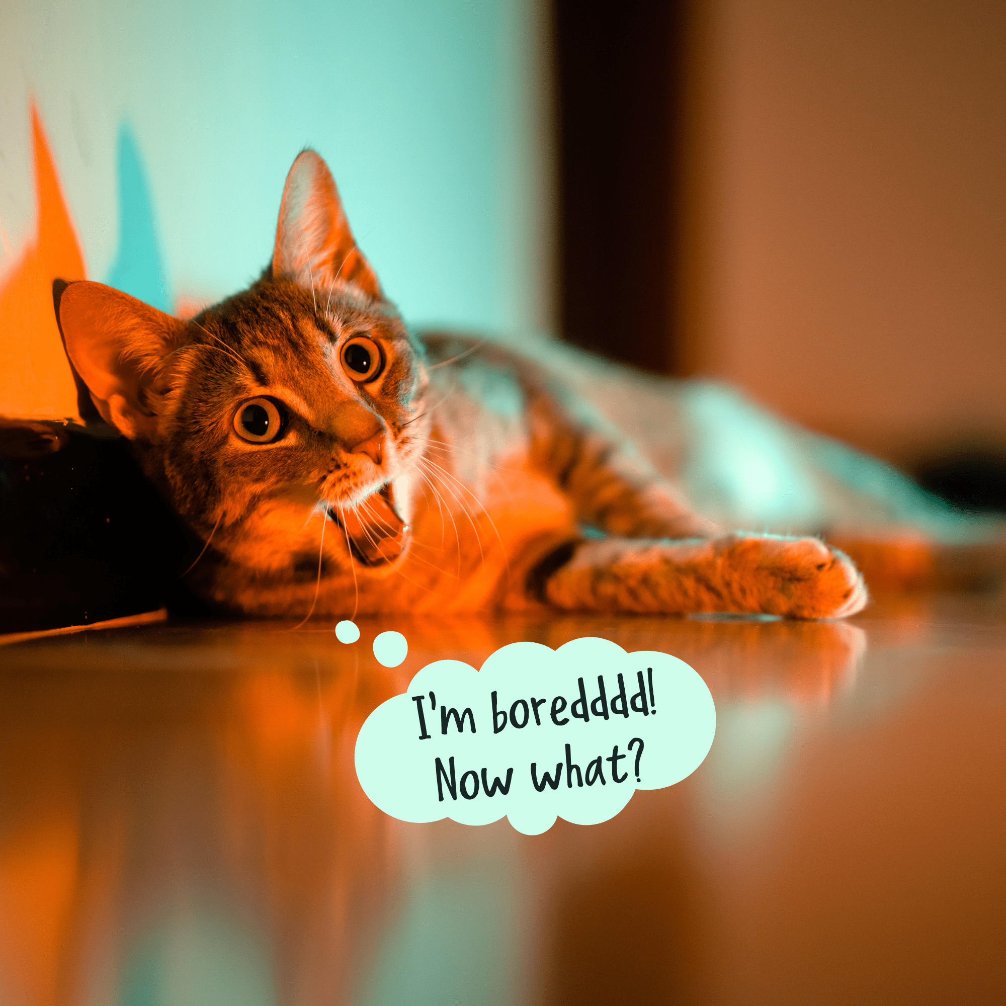 The Play Prescription: Unleashing the Purr-suit of Feline Happiness with Play - Curious Cat Company