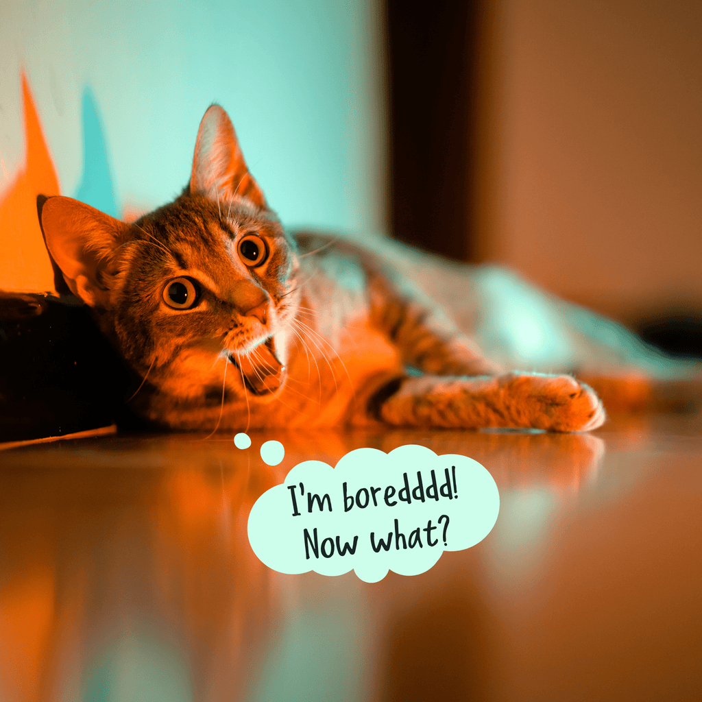 The Play Prescription: Unleashing the Purr-suit of Feline Happiness with Play