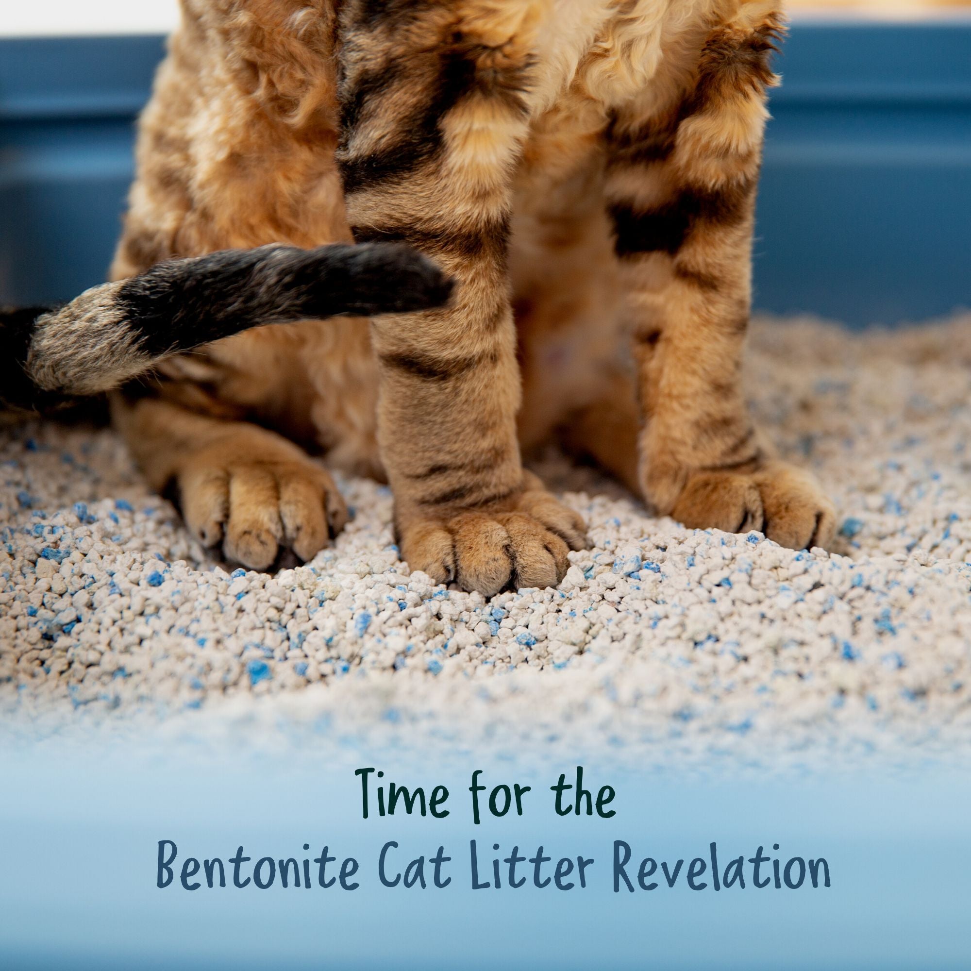 The Scoop on Bentonite: Unearthing the Truth About Cat Litter - Curious Cat Company