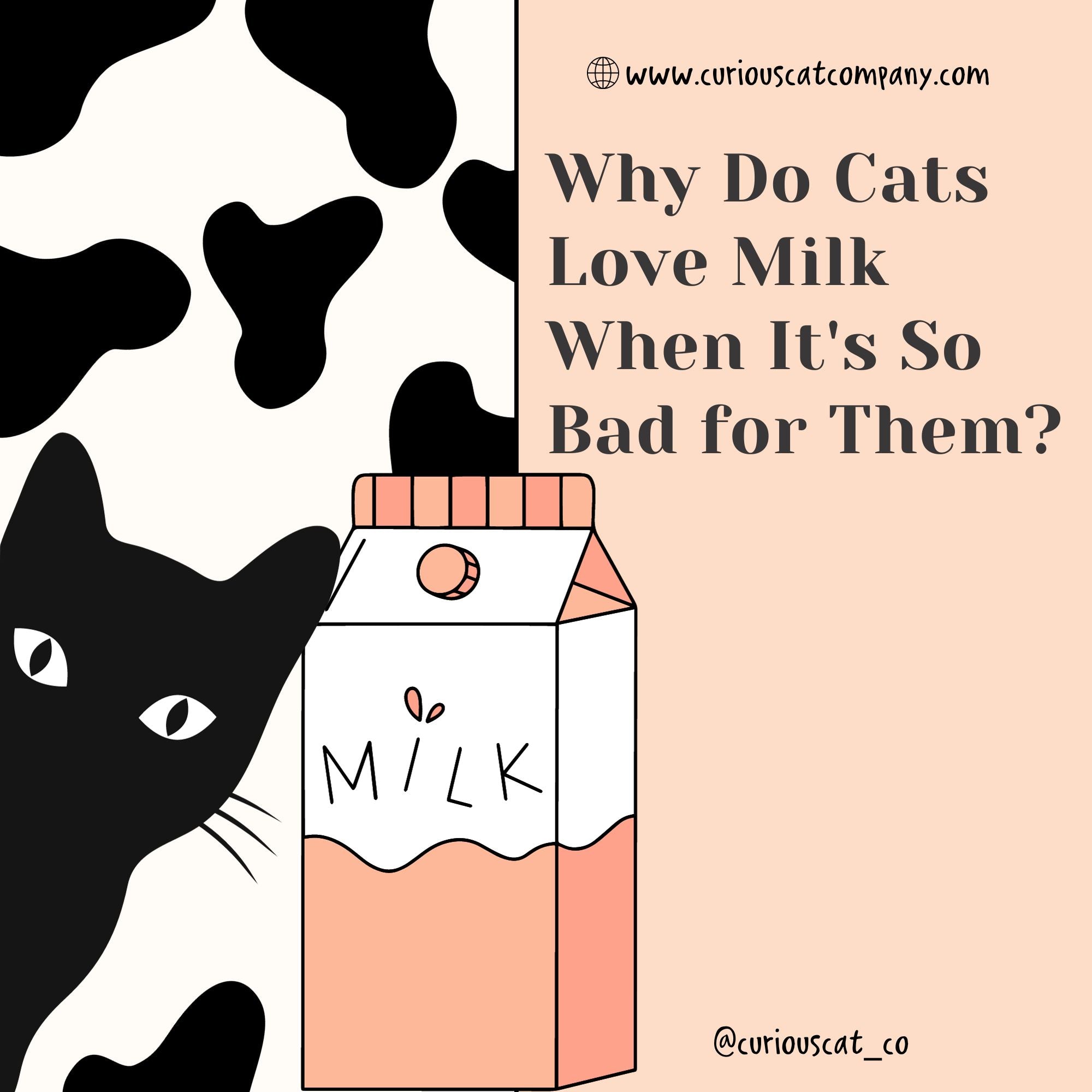 Why do cats love milk when it's so bad for them? - Curious Cat Company