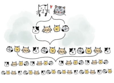 Why Neutering Strays & Pets is Important - Curious Cat Company