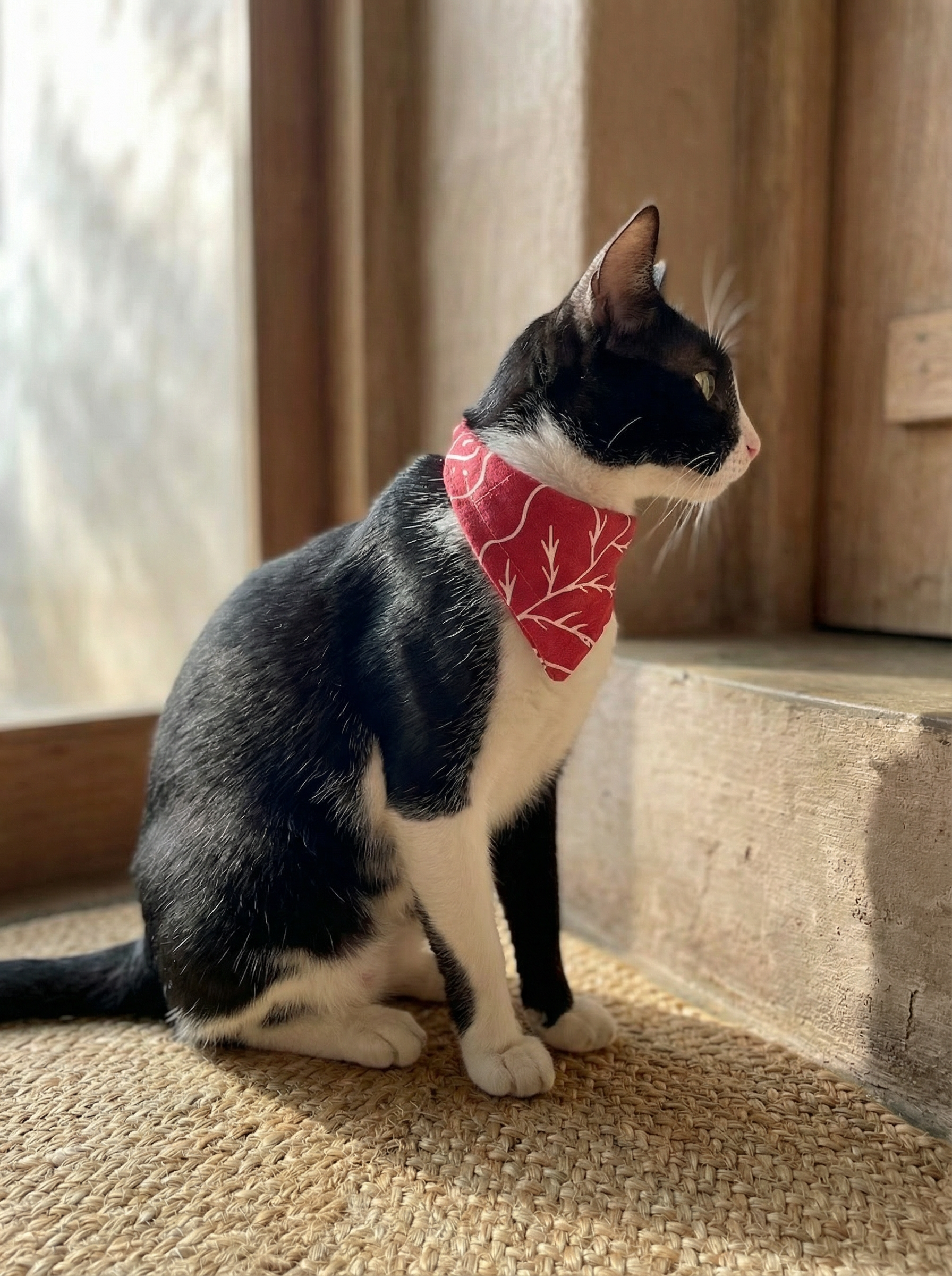 tuxedo Cat wearing a red bandana with a white pattern, sitting on a carpeted floor.