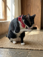Cat with a red bandana sitting on a jute mat indoors