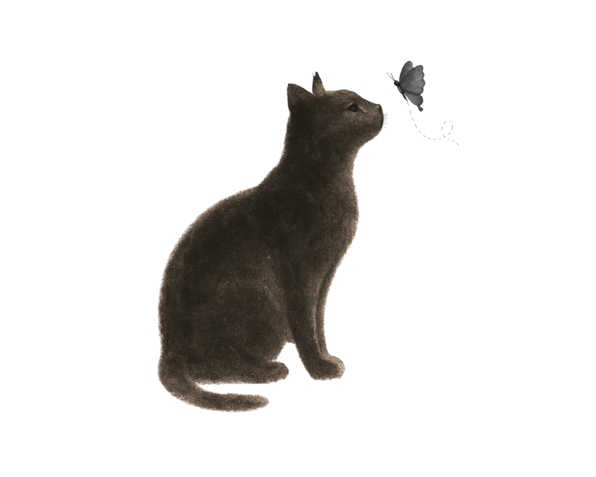 Cat looking at a butterfly on a white background