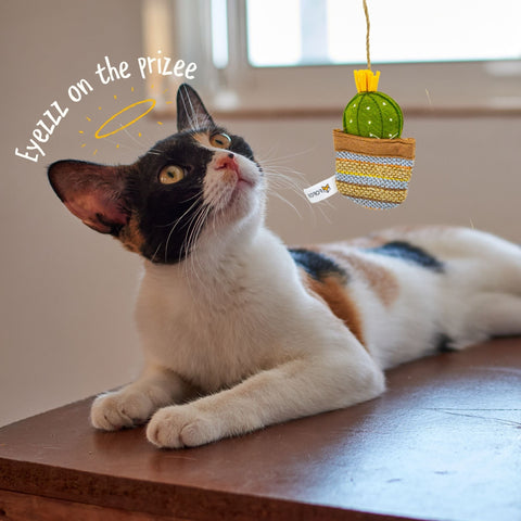 Cactus Wand Toy - El Paso - Curious Cat Company - Cat Toys