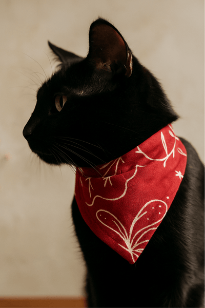 Ecofriendly Pet Collar Sets - Natural Cotton - Curious Cat Company - Cat Supplies