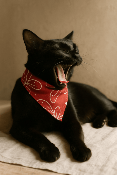 Ecofriendly Pet Collar Sets - Natural Cotton - Curious Cat Company - Cat Supplies