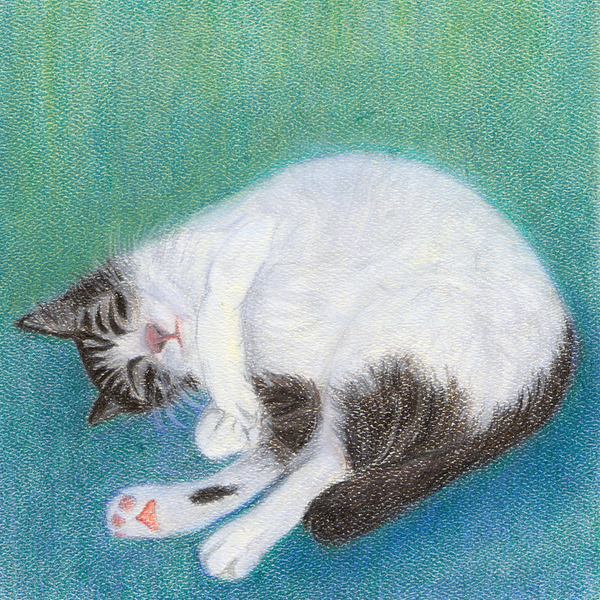 Summer Siesta - Canvas Print - Curious Cat Company