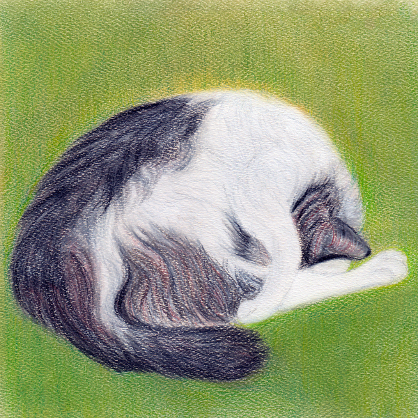 Spring Snooze - Canvas Print - Curious Cat Company