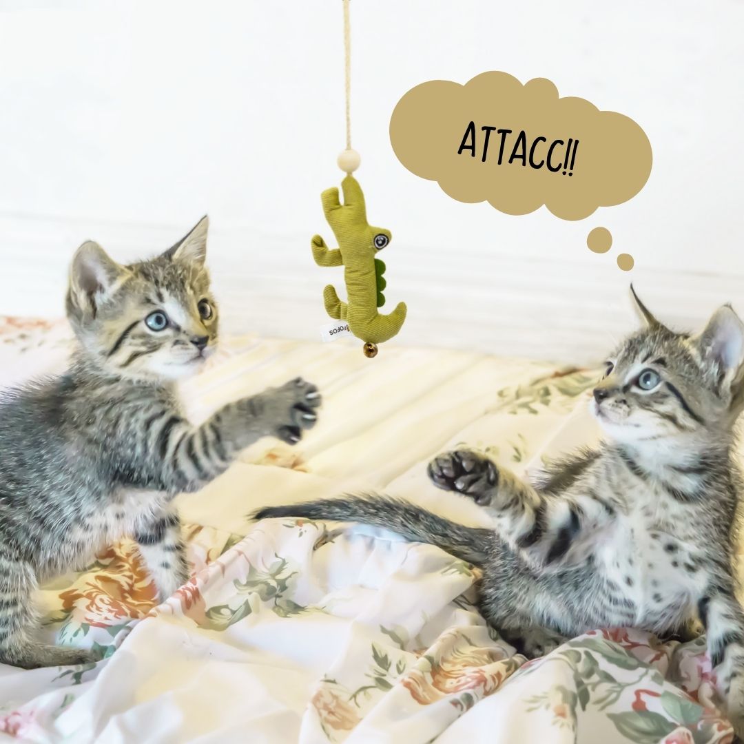 Catnip Crocodile Toy Stick - Curious Cat Company - Cat Toys