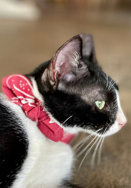 Ecofriendly Pet Collar Sets - Natural Cotton - Curious Cat Company - Cat Supplies