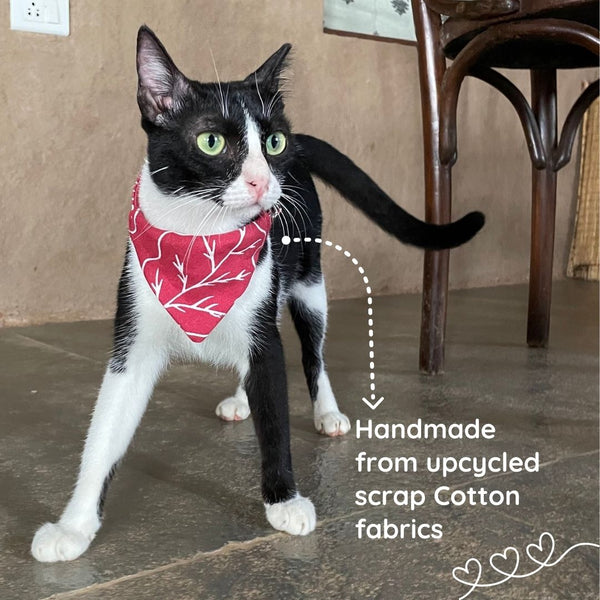 Ecofriendly Pet Collar Sets - Natural Cotton - Curious Cat Company - Cat Supplies