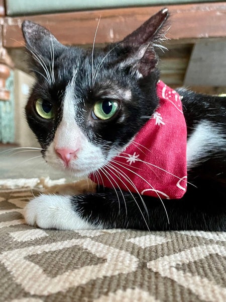 Ecofriendly Pet Collar Sets - Natural Cotton - Curious Cat Company - Cat Supplies